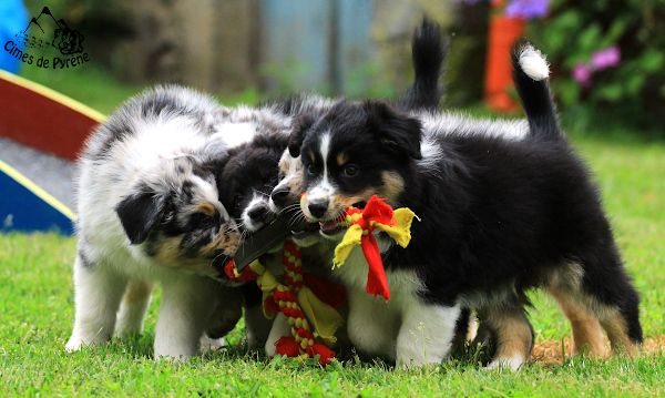 des cimes de Pyrène - Tous les chiots 2020 ont trouvé leur famille !