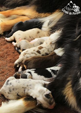 des cimes de Pyrène - Les petits lapins de Paques sont arrivés :D