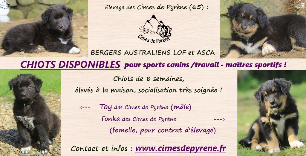 des cimes de Pyrène - 2 chiots disponibles