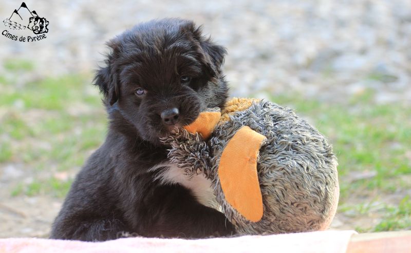 des cimes de Pyrène - Début des réservations des chiots 2022 !