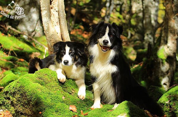 des cimes de Pyrène - Dock et Hiloo cherchent une nouvelle famille...