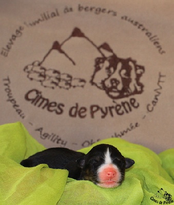 des cimes de Pyrène - Les bébés sont là !