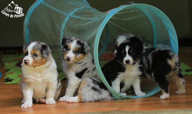 des cimes de Pyrène - 1 mois pour les bébés ! 