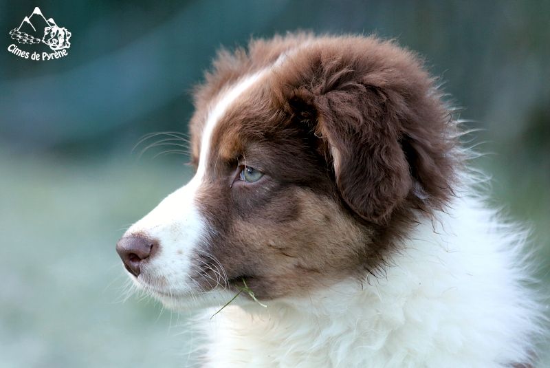 des cimes de Pyrène - Chiot disponible  - Berger Australien