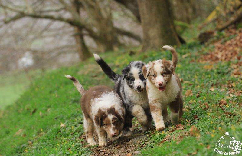 chiot Berger Australien des cimes de Pyrène