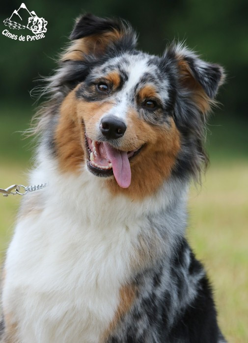 Sigma des cimes de Pyrène