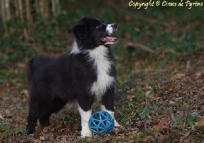 des cimes de Pyrène - Les chiots...