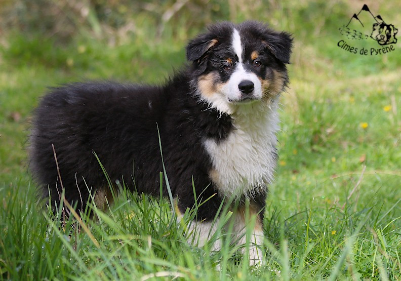 des cimes de Pyrène - Amaretto cherche sa famille !