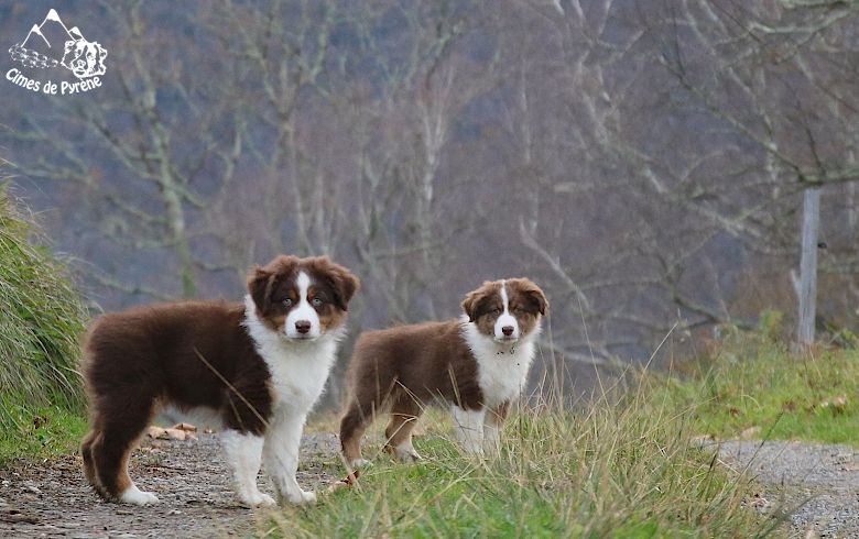 des cimes de Pyrène - Van's et Velcro cherchent une famille