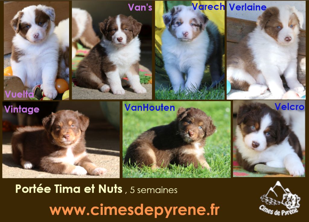 Chiots disponibles : les petits rougeaux de Tima et Nuts ! 