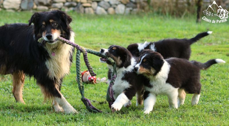 Chiot Berger Australien des cimes de Pyrène