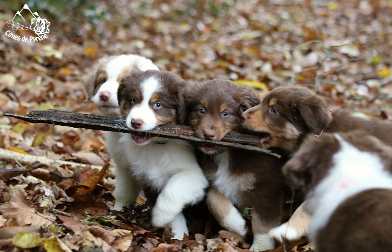 des cimes de Pyrène - Berger Australien - Portée née le 29/09/2024