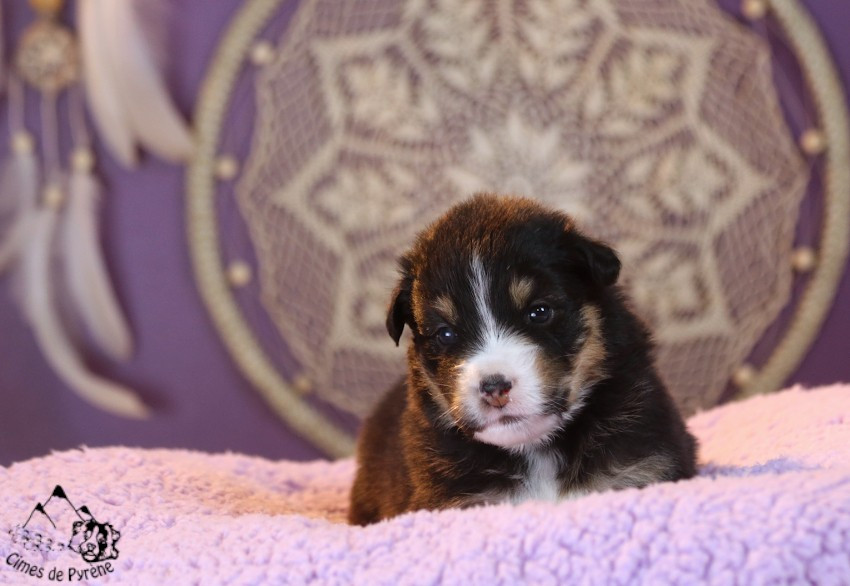 des cimes de Pyrène - Chiots disponibles - Berger Australien