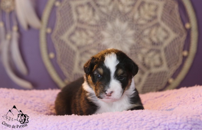 des cimes de Pyrène - Chiots disponibles - Berger Australien