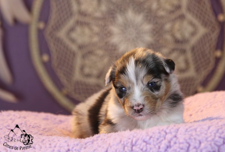 des cimes de Pyrène - Chiots disponibles - Berger Australien