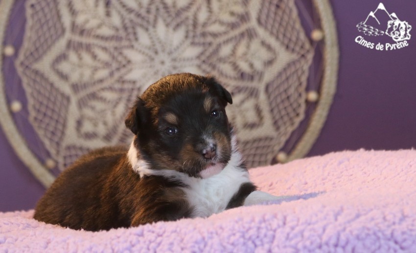 des cimes de Pyrène - Chiots disponibles - Berger Australien