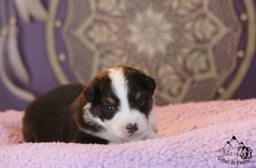 des cimes de Pyrène - Chiots disponibles - Berger Australien