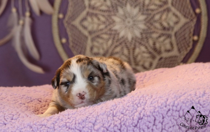 des cimes de Pyrène - Chiots disponibles - Berger Australien