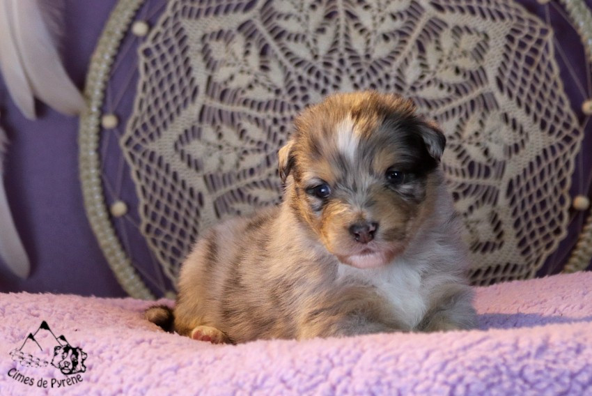des cimes de Pyrène - Chiots disponibles - Berger Australien