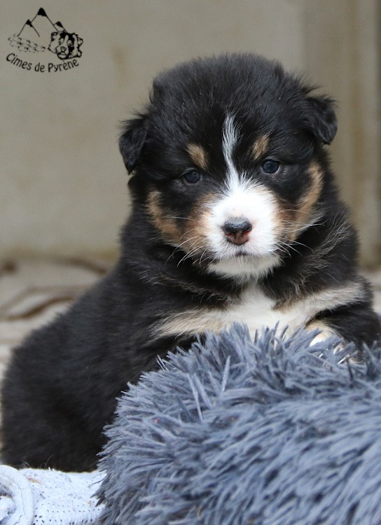des cimes de Pyrène - Chiots disponibles - Berger Australien