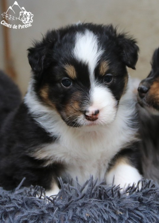 des cimes de Pyrène - Chiots disponibles - Berger Australien