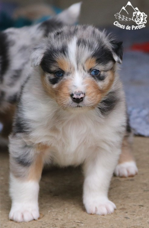 des cimes de Pyrène - Chiots disponibles - Berger Australien