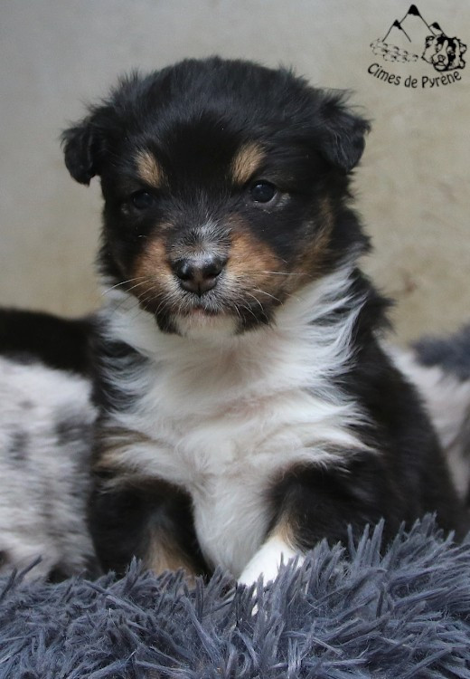 des cimes de Pyrène - Chiots disponibles - Berger Australien