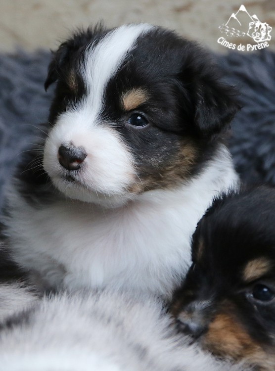 des cimes de Pyrène - Chiots disponibles - Berger Australien