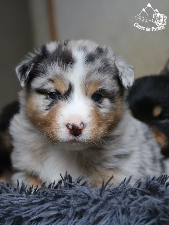 des cimes de Pyrène - Chiots disponibles - Berger Australien