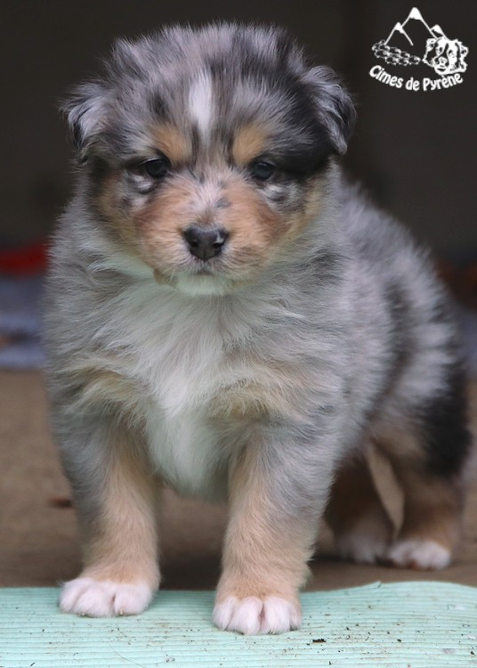 des cimes de Pyrène - Chiots disponibles - Berger Australien