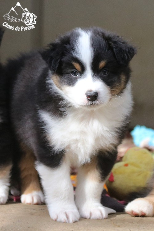 des cimes de Pyrène - Chiots disponibles - Berger Australien