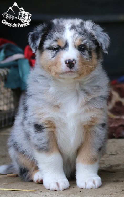 des cimes de Pyrène - Chiots disponibles - Berger Australien