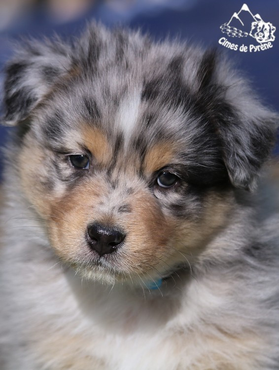 des cimes de Pyrène - Chiots disponibles - Berger Australien