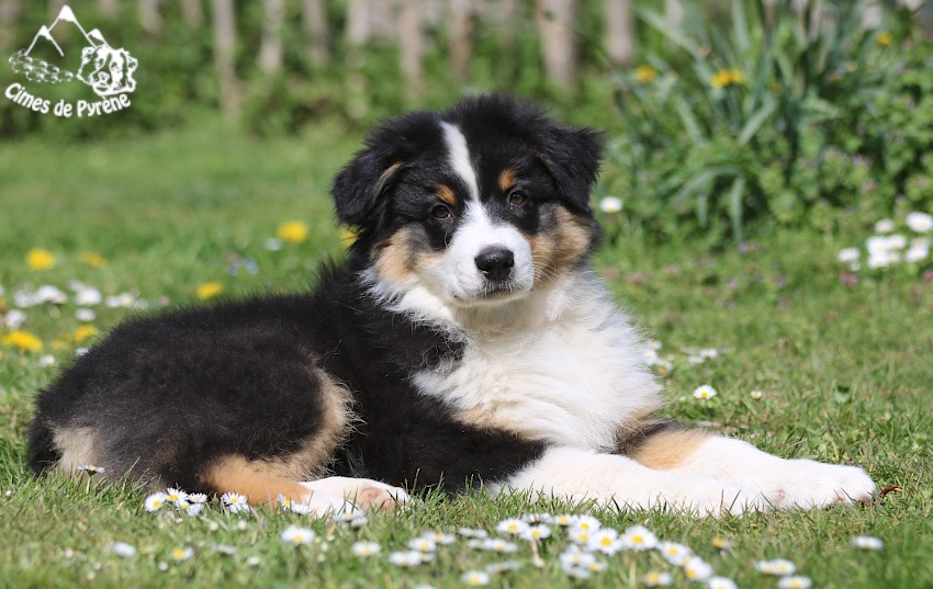 des cimes de Pyrène - Chiots disponibles - Berger Australien