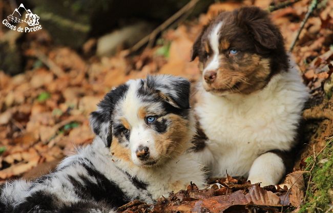 Chiot Berger Australien des cimes de Pyrène