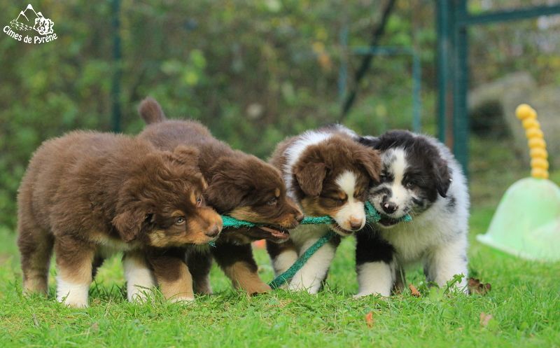 Chiot Berger Australien des cimes de Pyrène