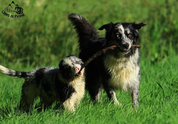 Chiot Berger Australien des cimes de Pyrène