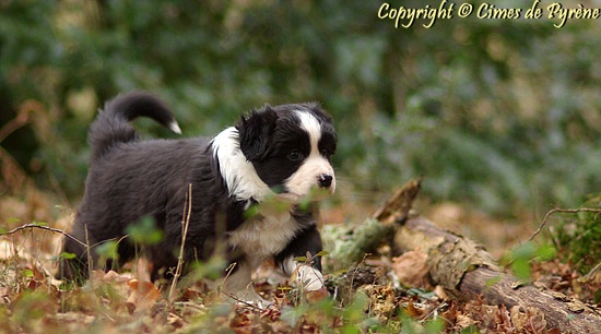 Chiot Berger Australien des cimes de Pyrène